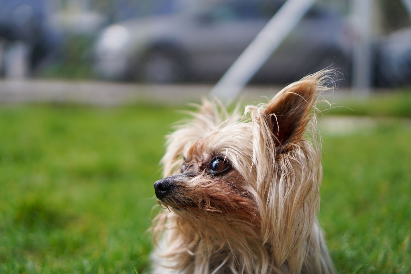 Jenny, Gabrieles Yorkshire-Terrier-Hündin, aufmerksam im Profil